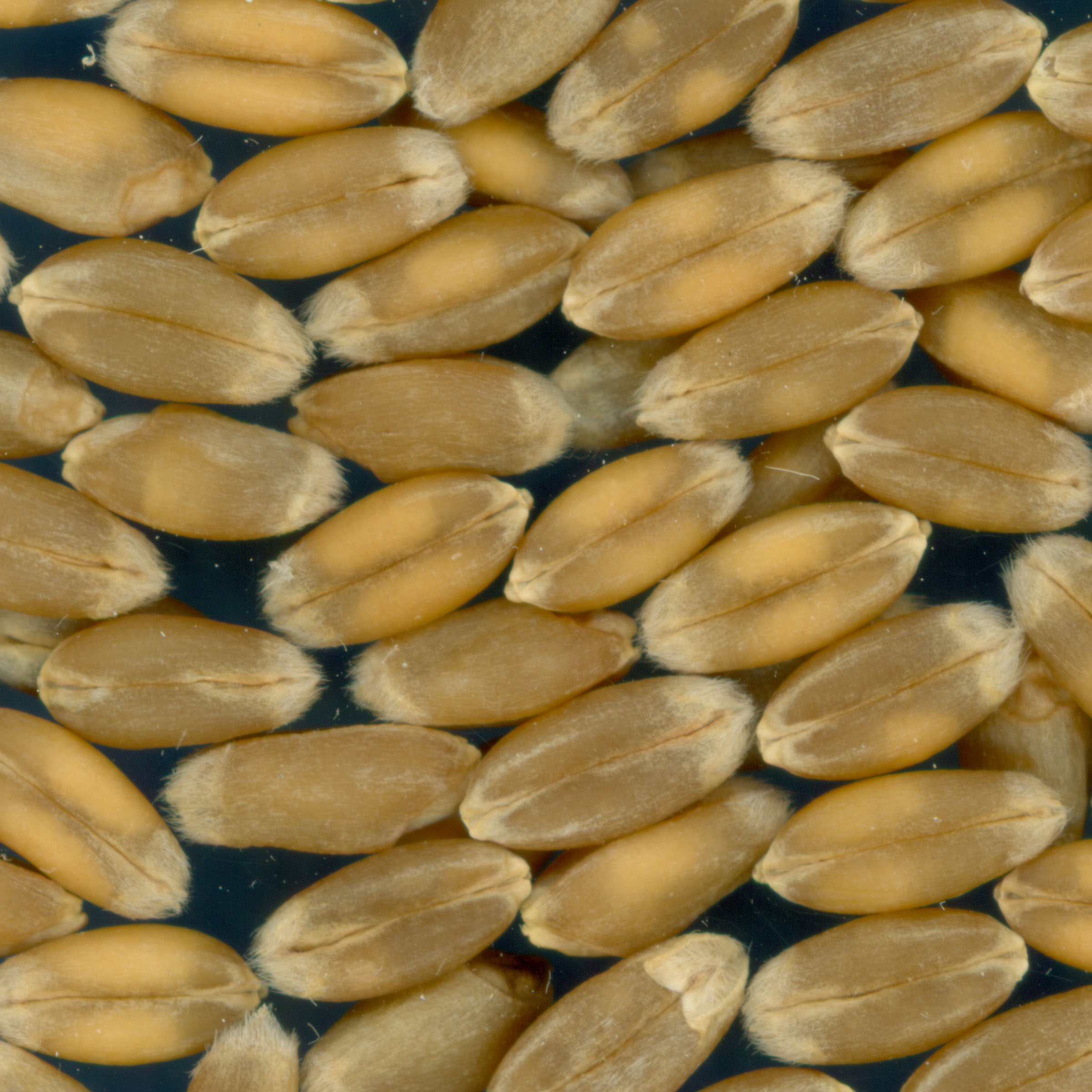 KERNELS